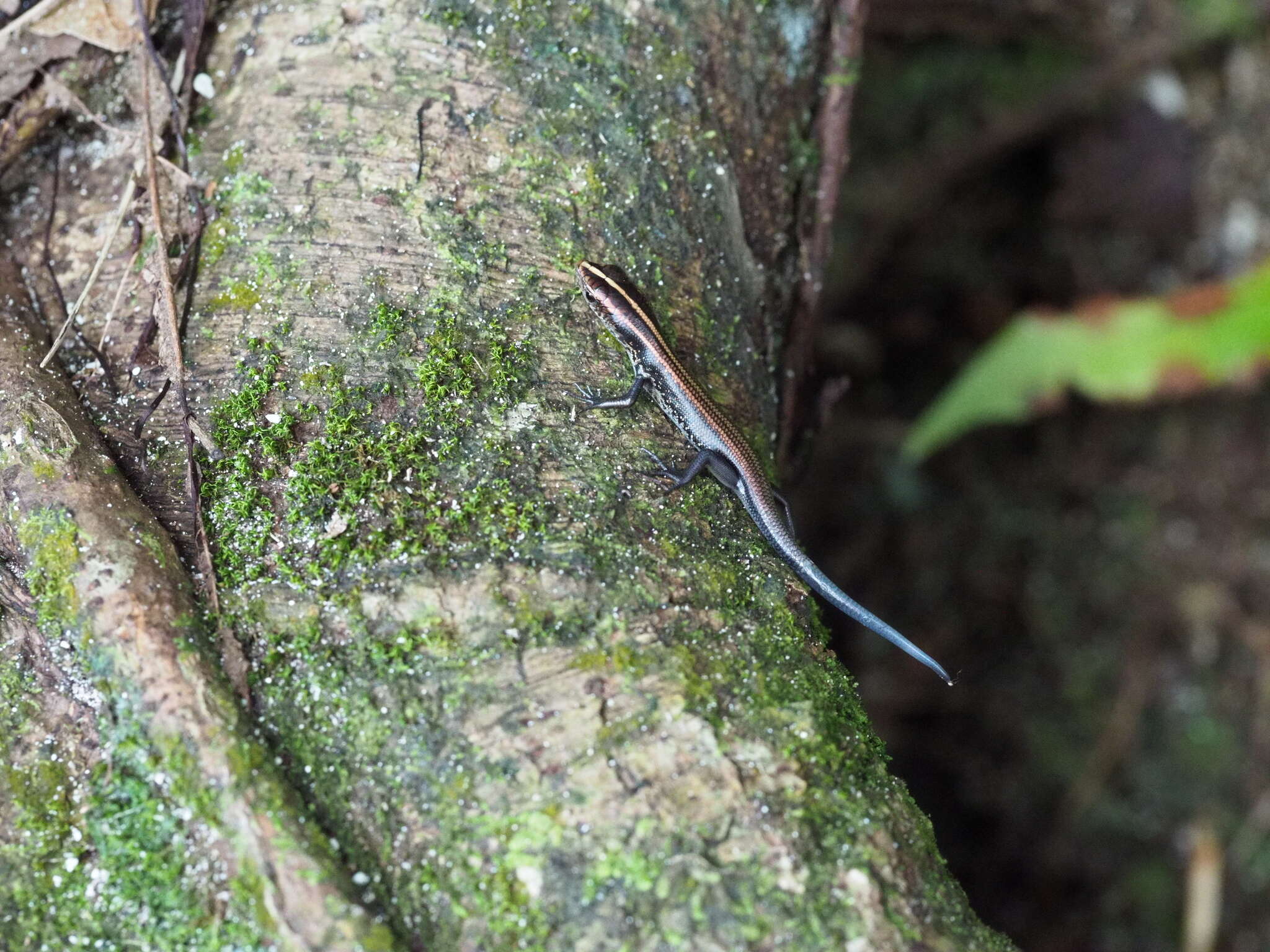 Image of Pacific Blue-Tail Skink