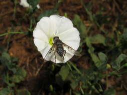 Image of Spogostylum trinotatum (Dufour 1852)