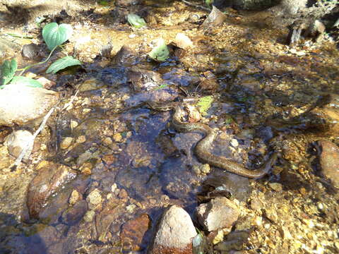 Image of Cerrophidion wilsoni Jadin, Townsend, Castoe & Campbell 2012