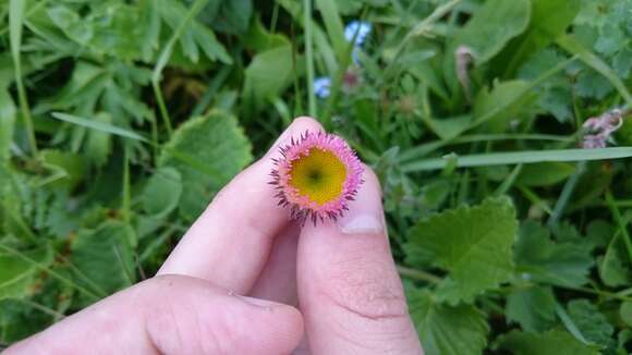 Image de Erigeron caucasicus Stev.