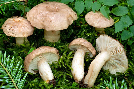 Image of Lactarius albocarneus Britzelm. 1895