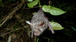 Image of Cyclops Leaf-nosed Bat