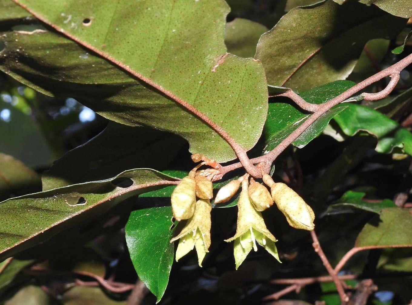 Image of Elaeagnus loureiroi Champ. ex Benth.