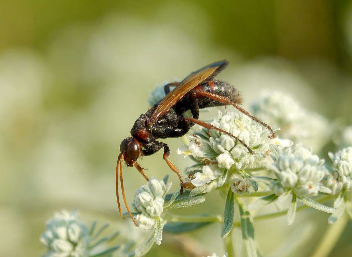 Слика од Cryptocheilus rubellus (Eversmann 1846)