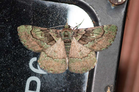 Image of Aeolochroma turneri Lucas 1890