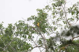 Image of Cream-colored Woodpecker