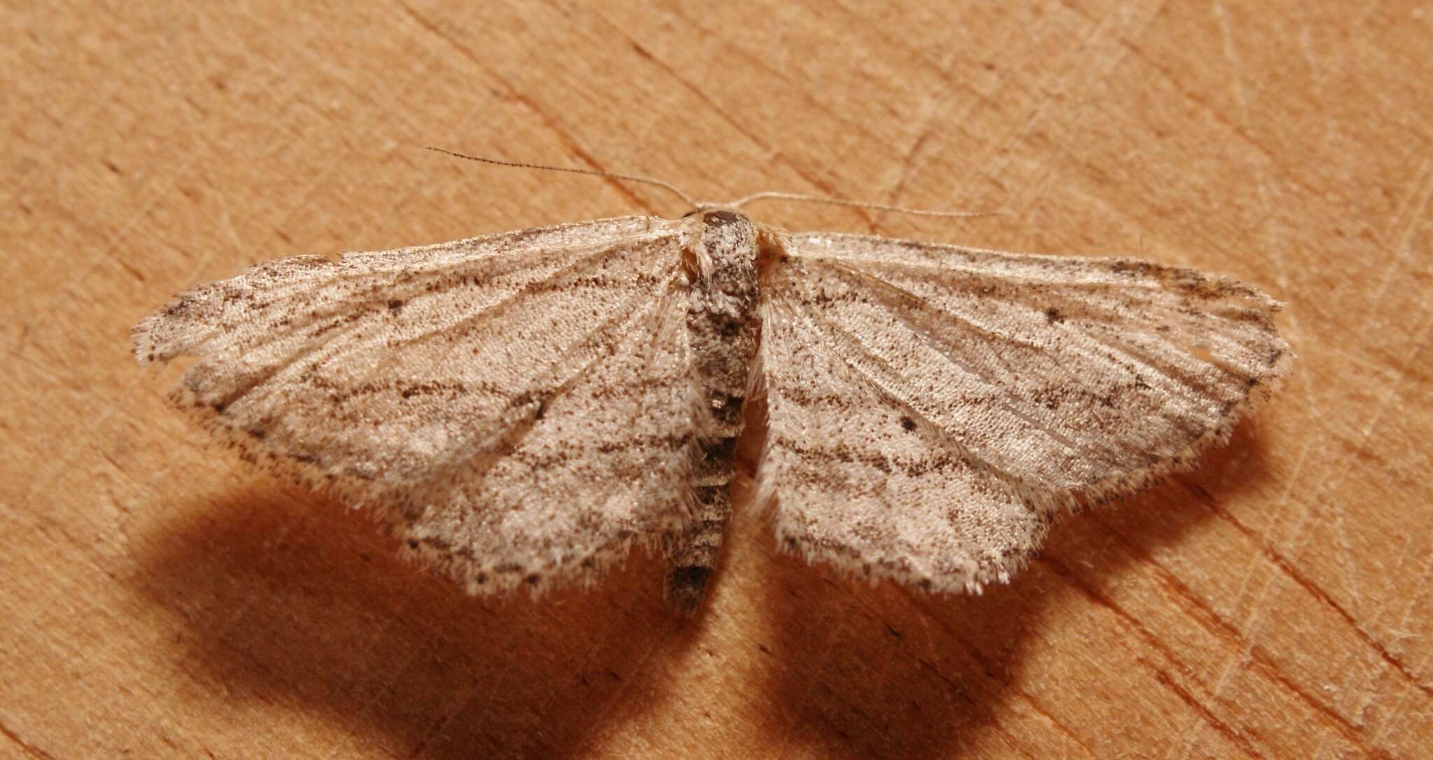 Imagem de Idaea calunetaria Staudinger 1859