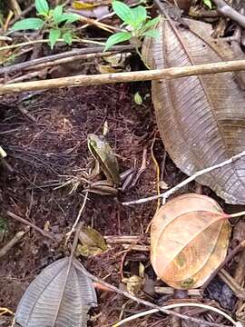 Sivun Lithobates vibicarius (Cope 1894) kuva