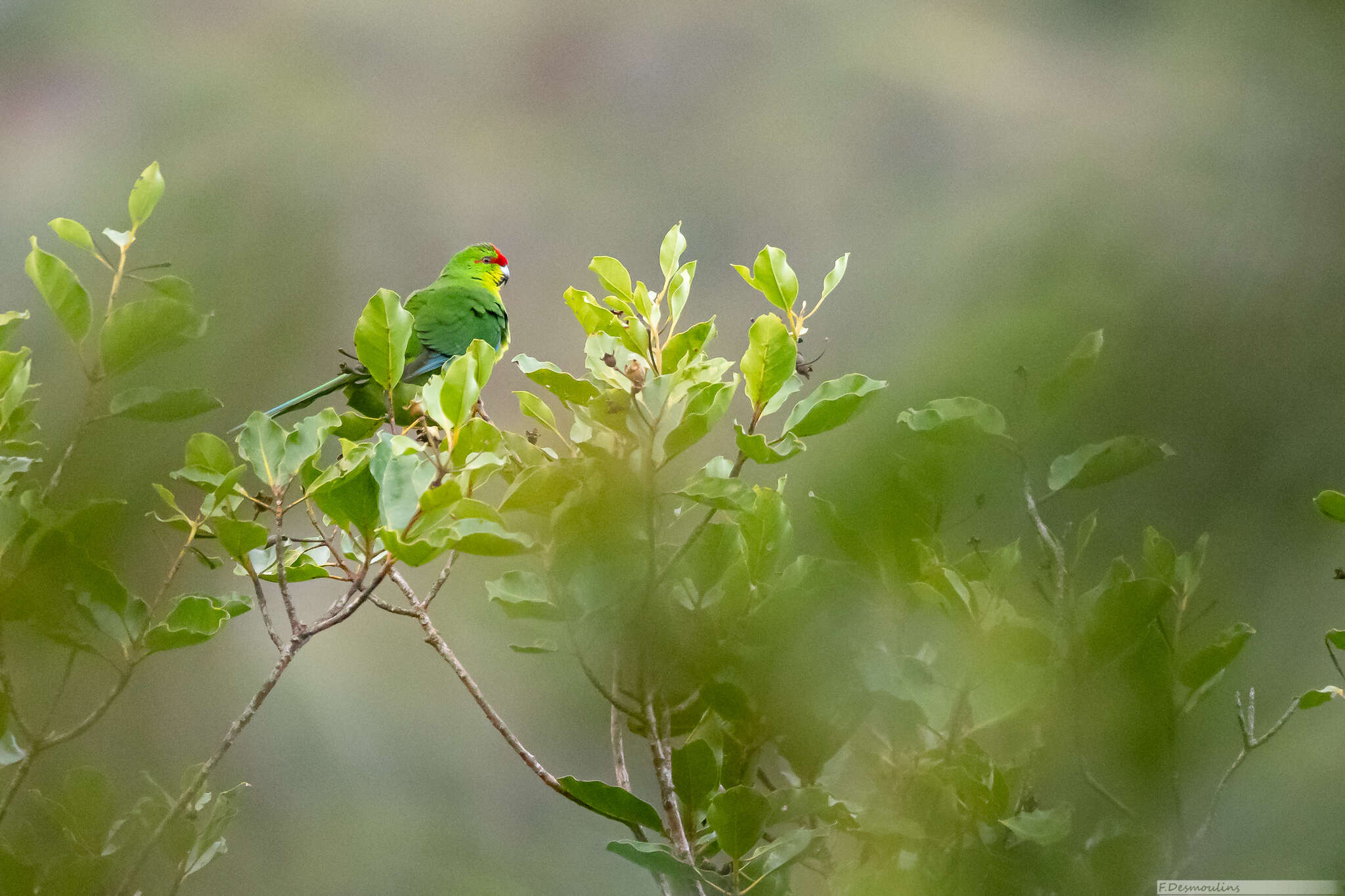 Image of New Caledonian Parakeet