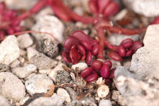 Image of tiny purslane