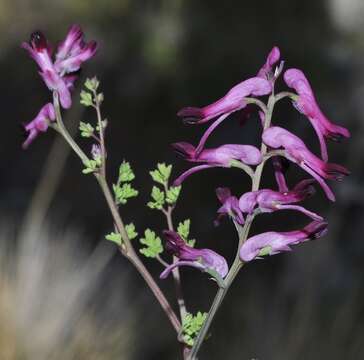 Image of Fumaria gaillardotii Boiss.