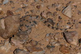 Image of Trapelus boehmei Wagner, Melville, Wilms & Schmitz 2011