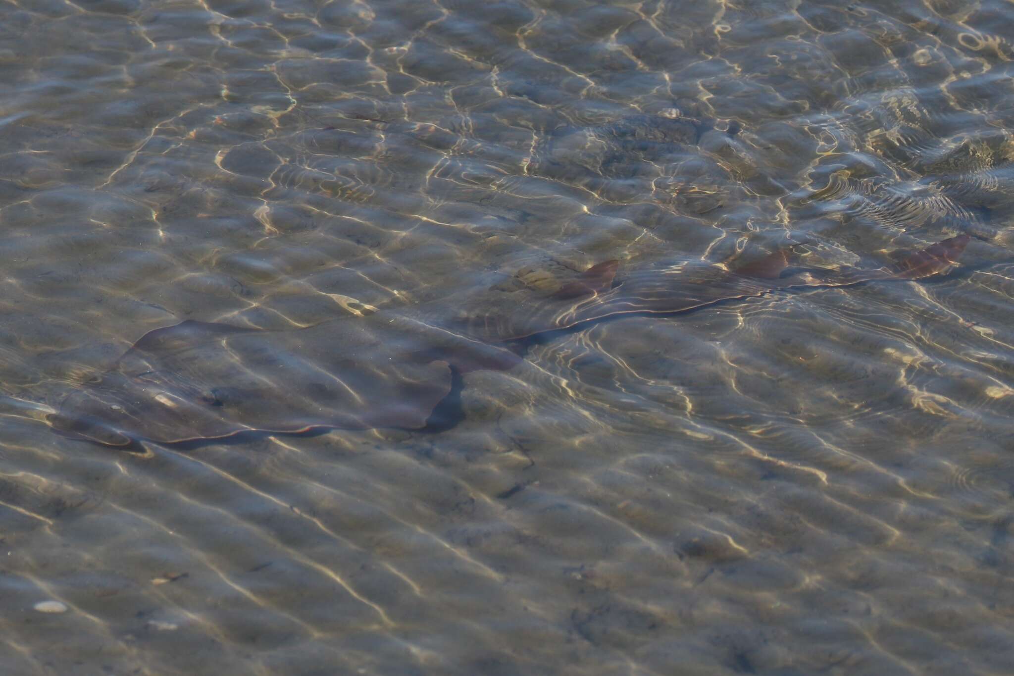 Image of Guitarfish