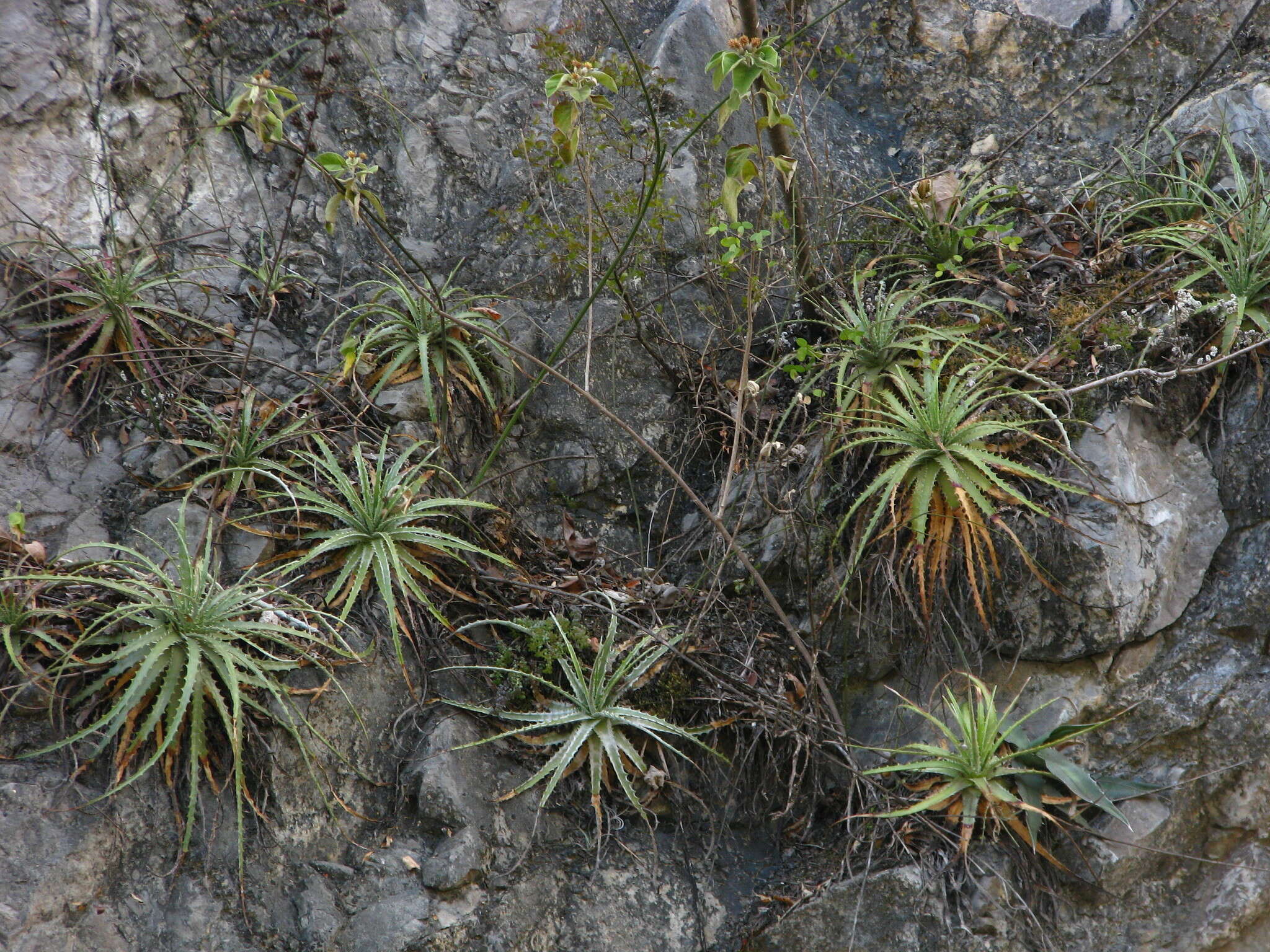 Image of guapilla