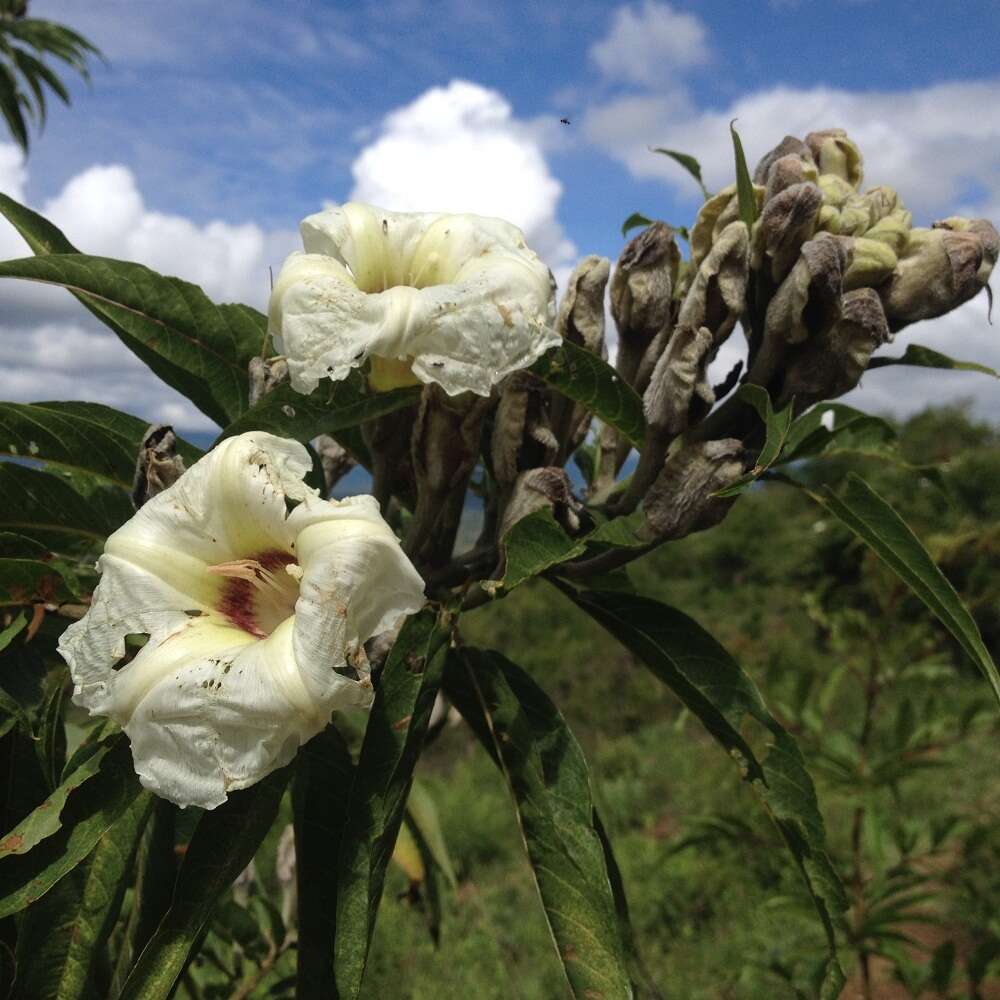 Sivun Ipomoea murucoides Roem. & Schult. kuva