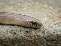 Image of Yacupoi Worm Lizard