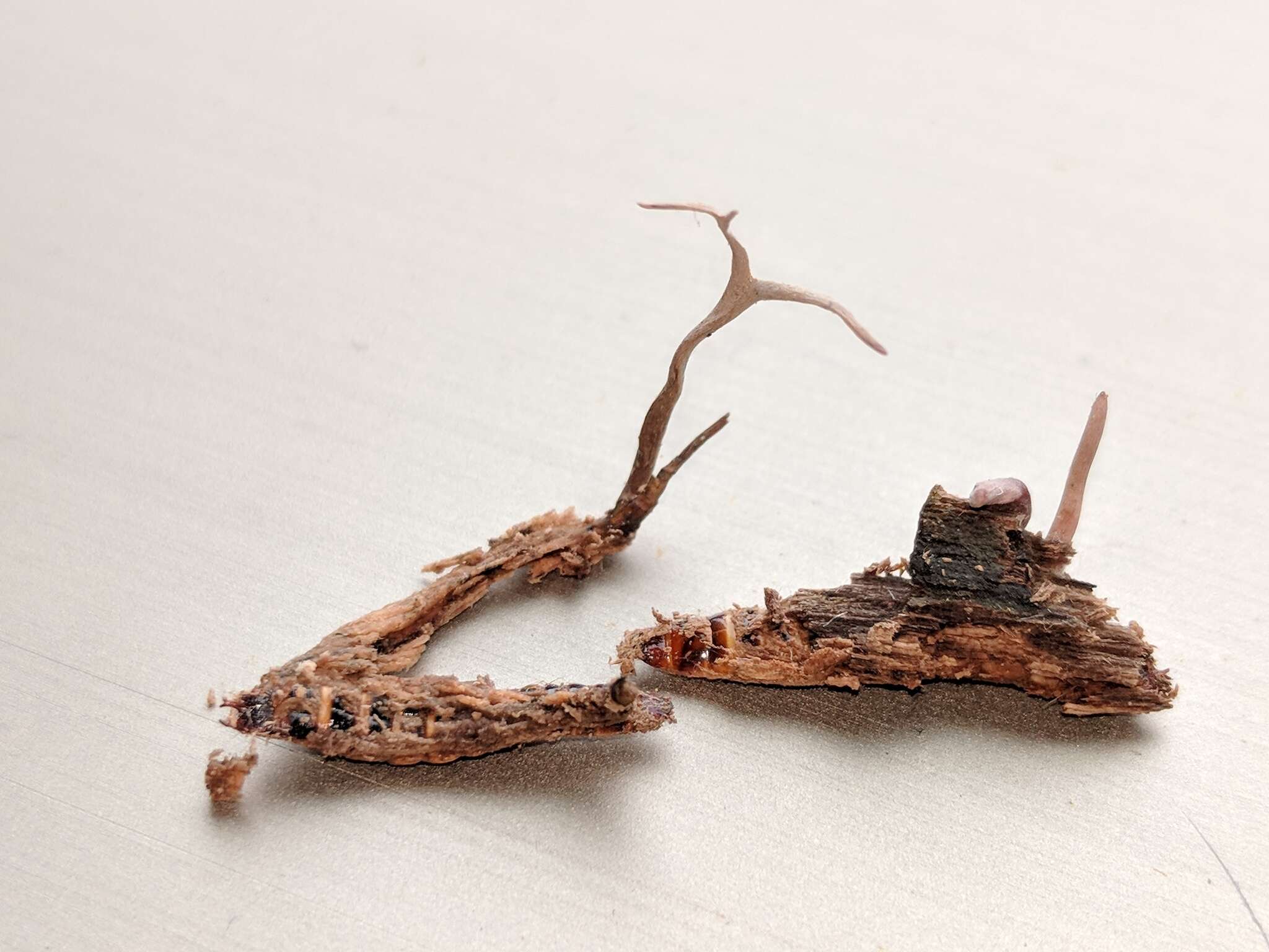 Image of Ophiocordyceps stylophora (Berk. & Broome) G. H. Sung, J. M. Sung, Hywel-Jones & Spatafora 2007