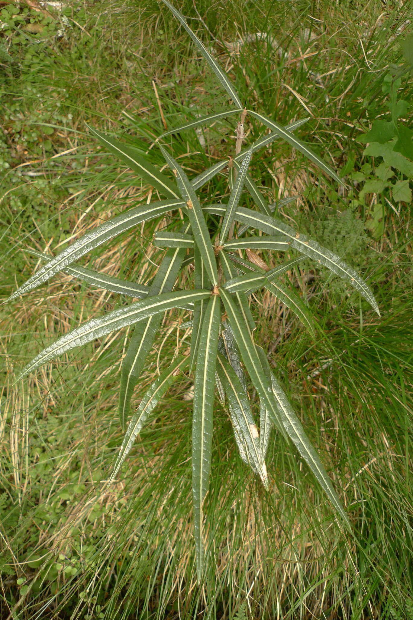 Слика од Olearia lacunosa Hook. fil.