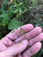 Image of lentil vetch