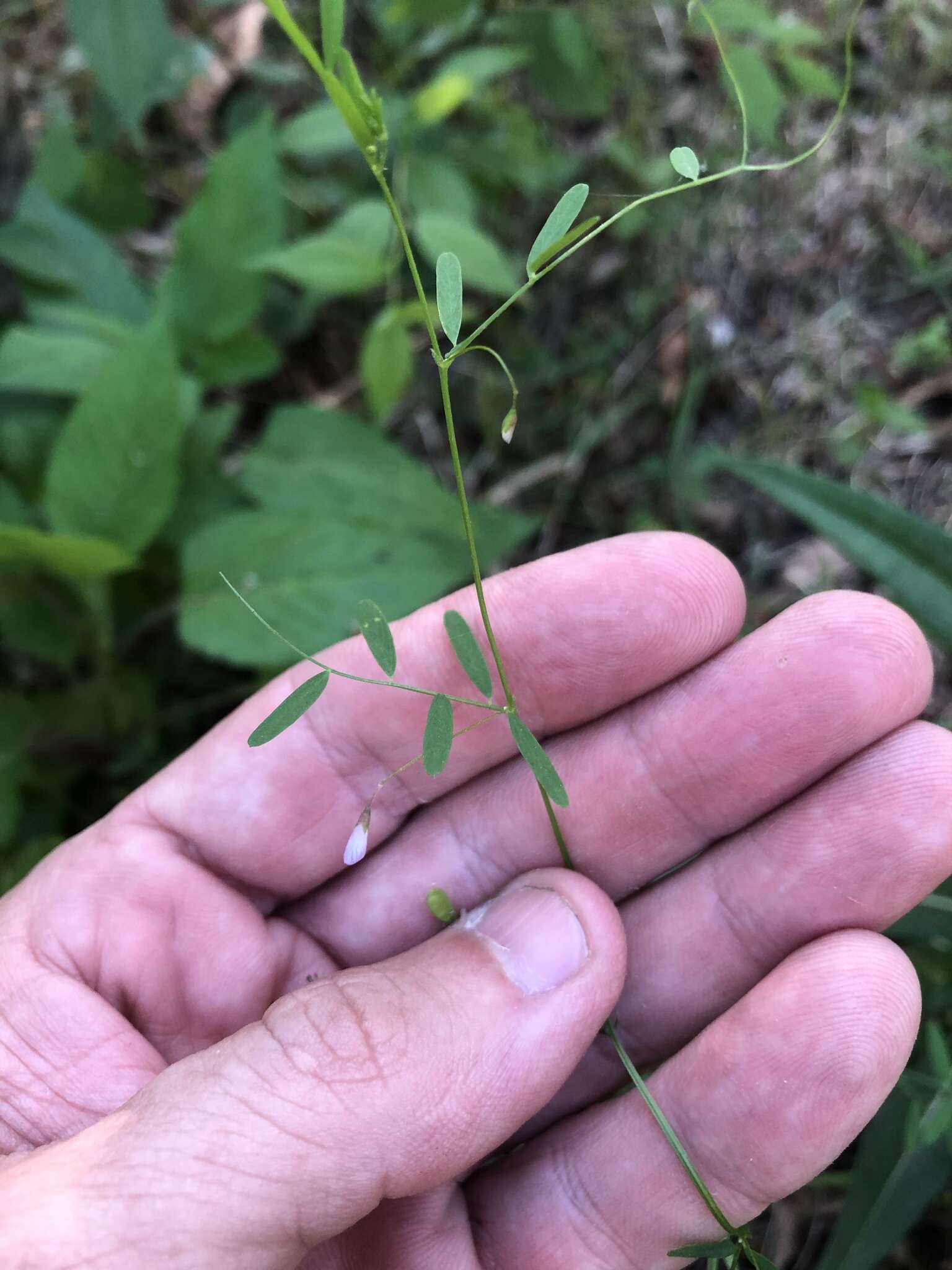 Imagem de Vicia tetrasperma (L.) Schreb.