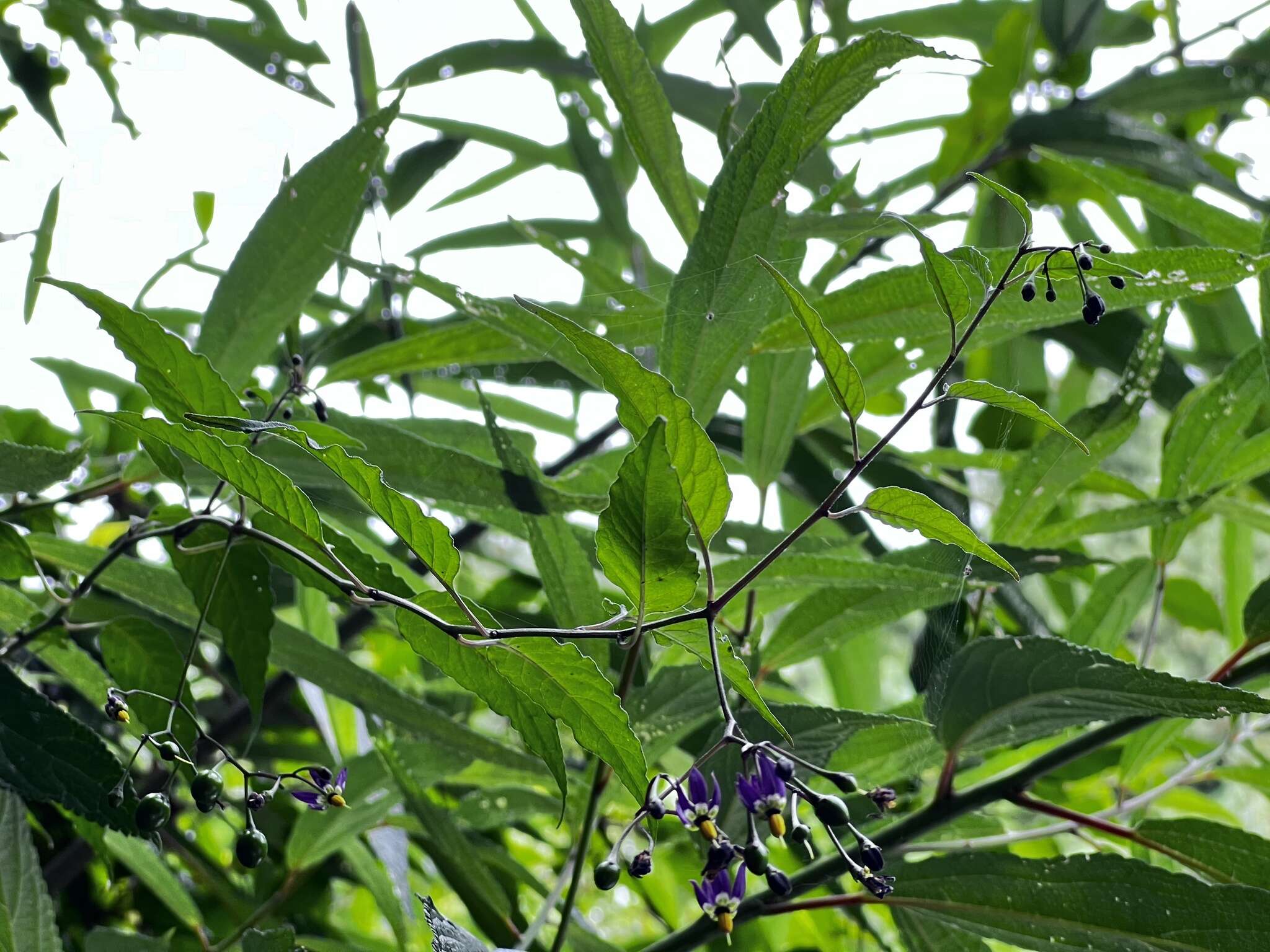 Слика од Solanum pittosporifolium Hemsl.