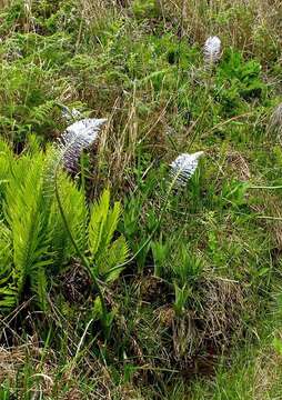 Image of Large blue squill