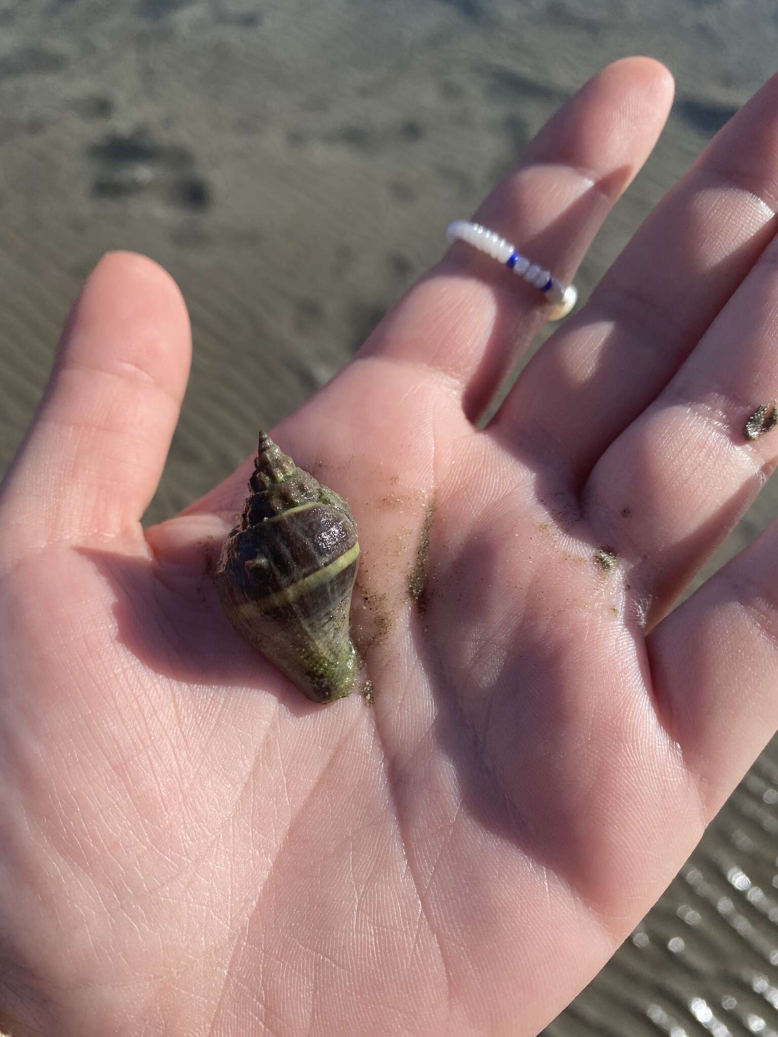 Image of West Indian crown conch