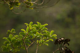 Image of Hawai'i holly