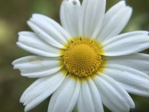 Image of weedy dogfennel