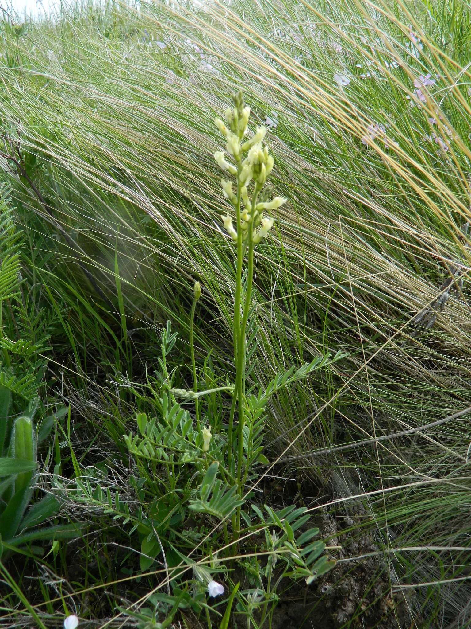 Image of Palouse milkvetch