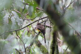 Image of Ward's Trogon