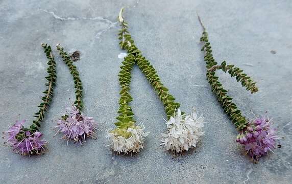 Image of Agathosma cerefolium (Vent.) Bartl. & Wendl. fil.