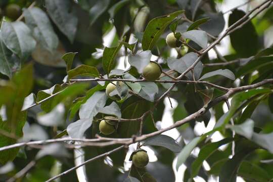 Image of Diospyros salicifolia Humb. & Bonpl. ex Willd.