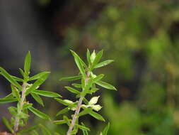 Image of Leucopogon leptospermoides R. Br.