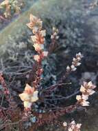 Image of Villadia albiflora (Hemsl.) Rose