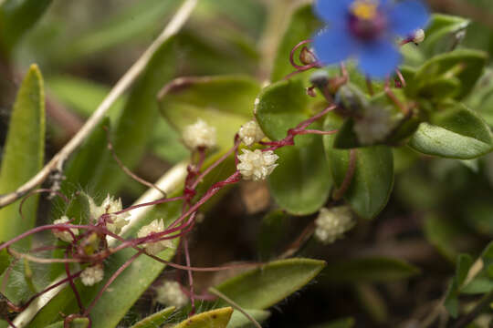 Image of Cuscuta palaestina Boiss.