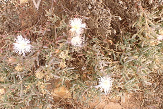 Imagem de Mesembryanthemum splendens subsp. splendens