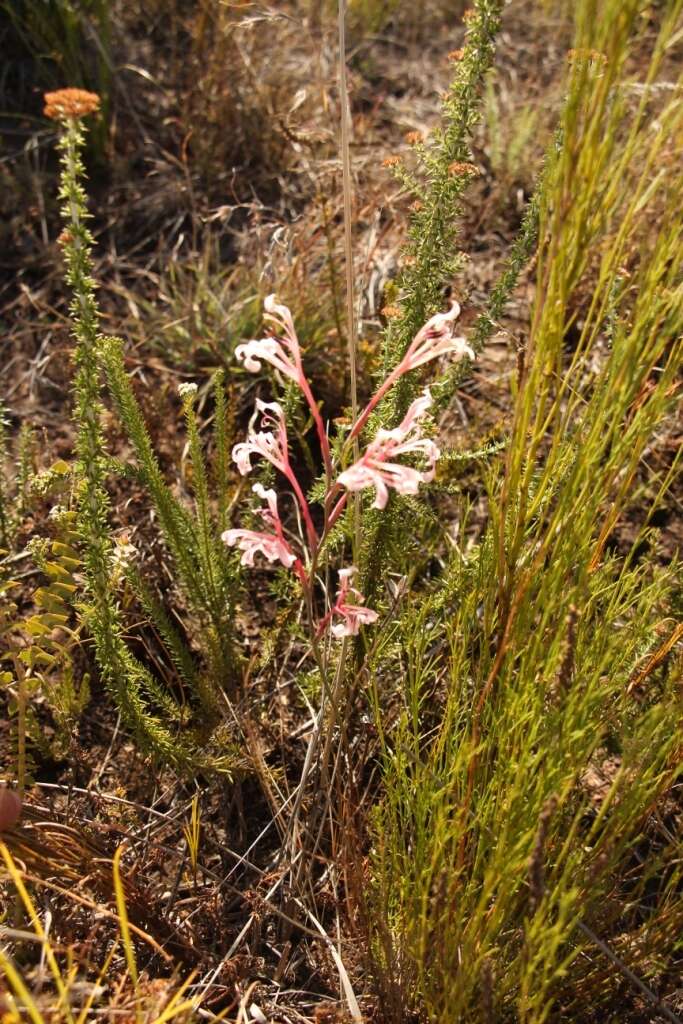 Image de Tritoniopsis revoluta (Burm. fil.) Goldblatt