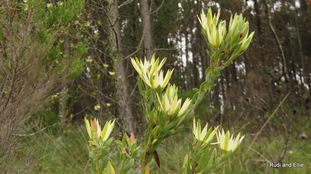 Sivun Leucadendron loeriense I. Williams kuva