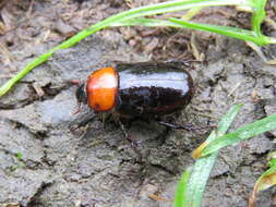 Ancognatha erythrodera (Blanchard 1846) resmi