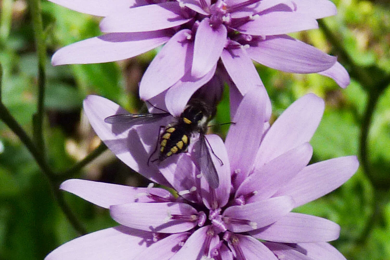 Plancia ëd Trichophthalma jaffueli Stuardo 1936