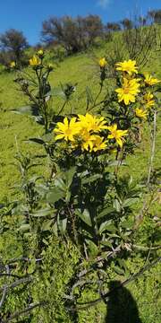 Image of Flourensia thurifera (Molina) DC.