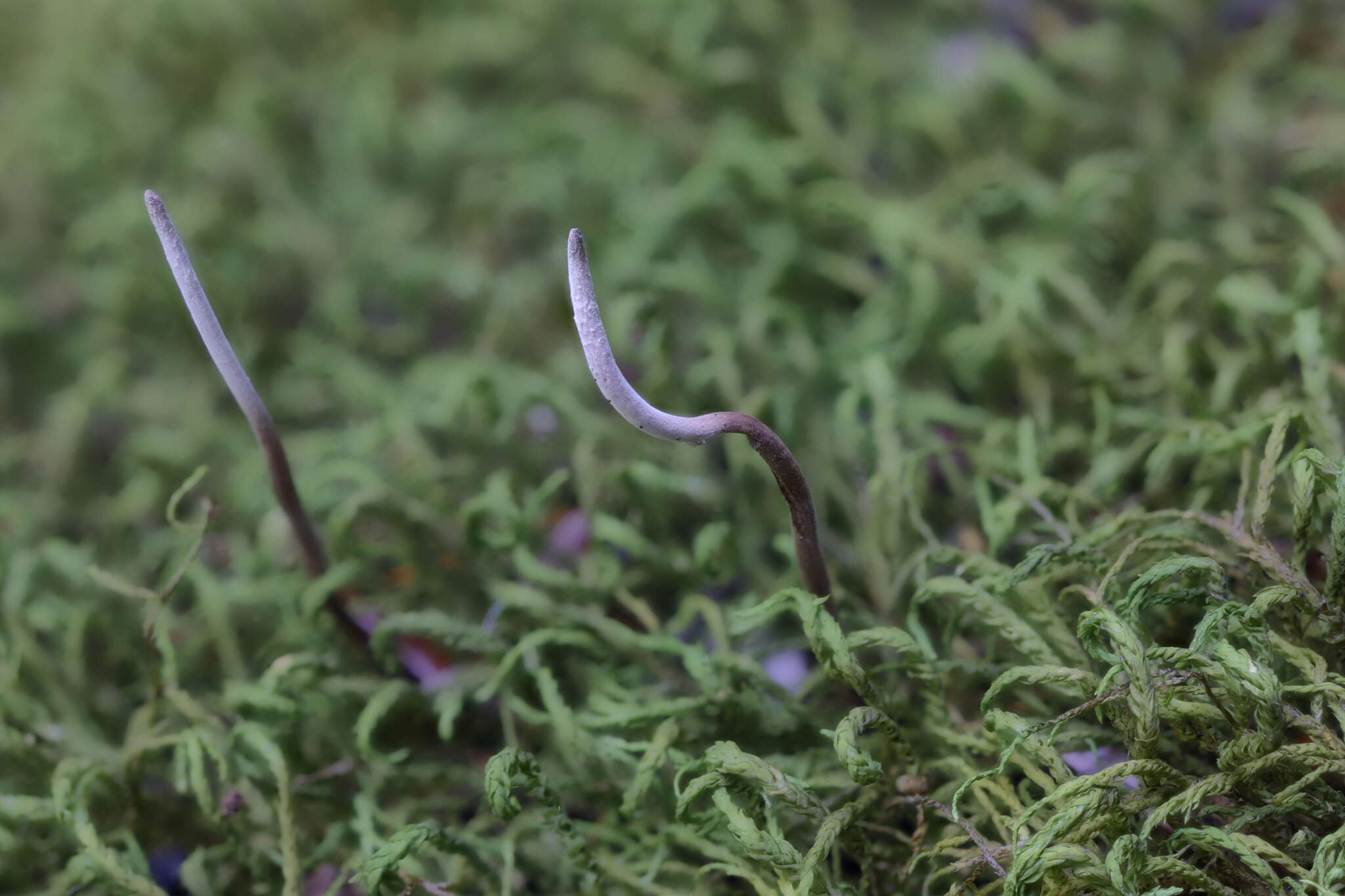 Image of Ophiocordyceps stylophora (Berk. & Broome) G. H. Sung, J. M. Sung, Hywel-Jones & Spatafora 2007