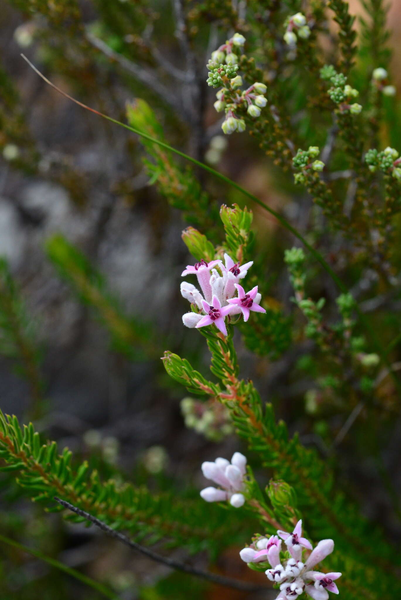 Image of Phylica lachneaeoides Pillans