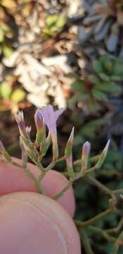 Image of Limonium pontium Pignatti