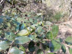 صورة Phymateus (Phymateus) viridipes Stål 1873