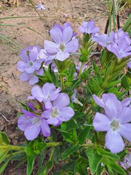 Plancia ëd Barleria monticola Oberm.