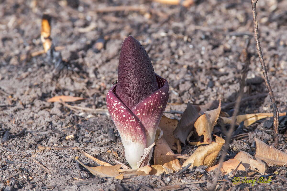 Image of Amorphophallus aphyllus (Hook.) Hutch.