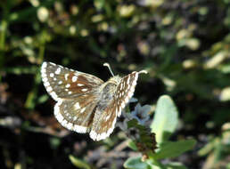 Image of Small Checkered Skipper