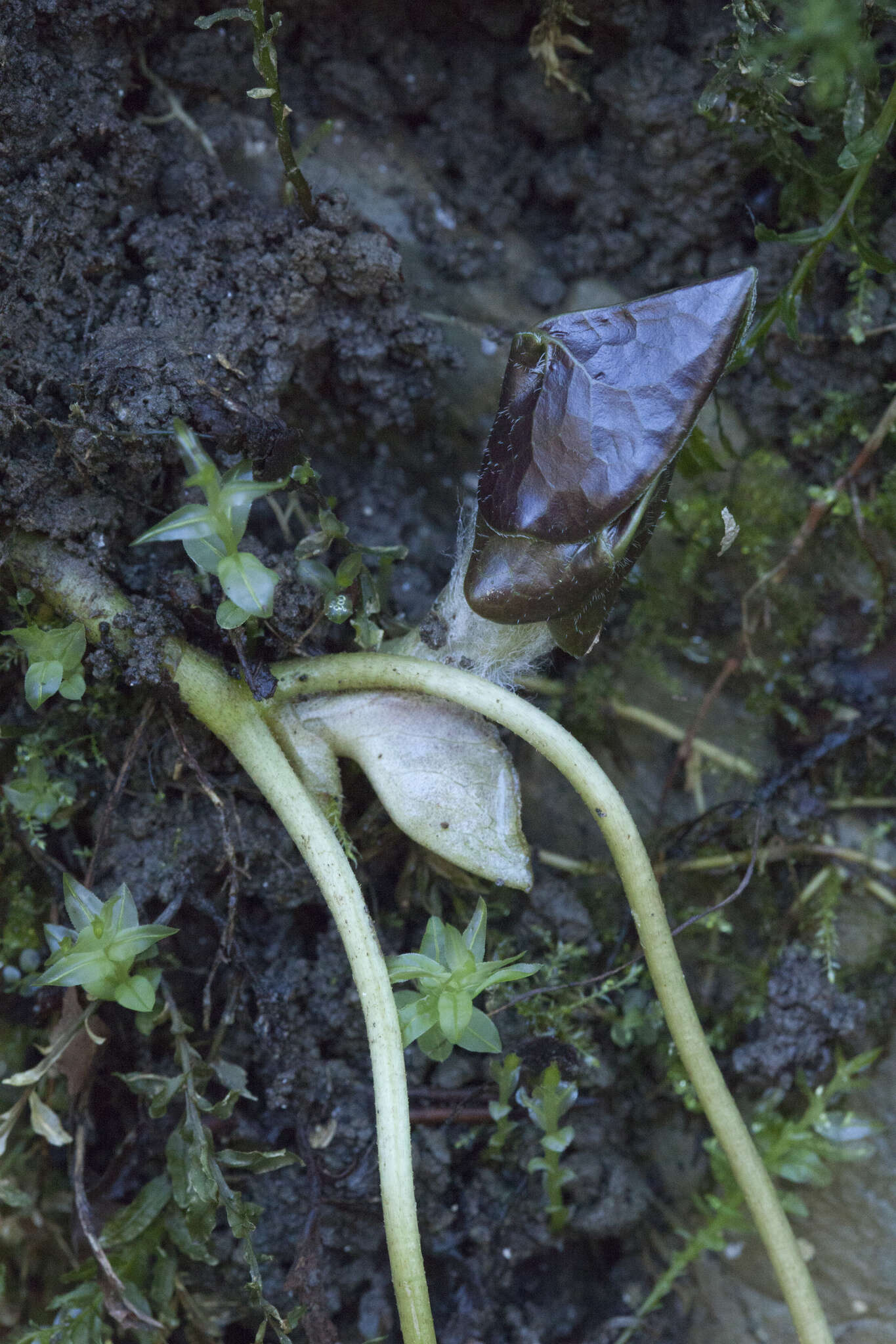 Image of Asarum europaeum subsp. caucasicum (Duchartre) Soo